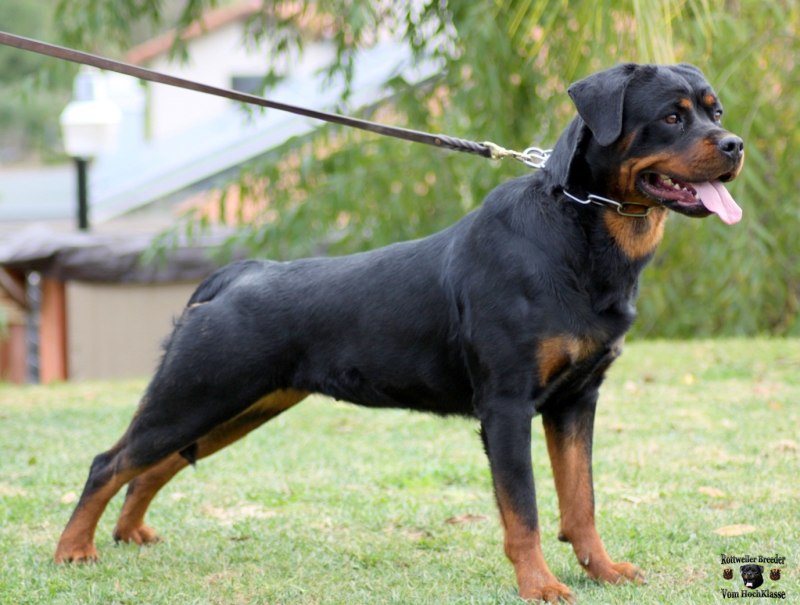 Hungarian Rottweiler Breeders