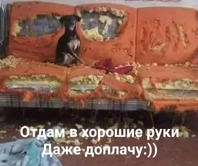 Собака порвала диван