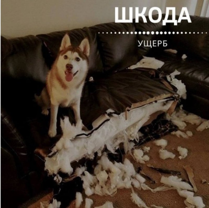 Хаски разодрала диван