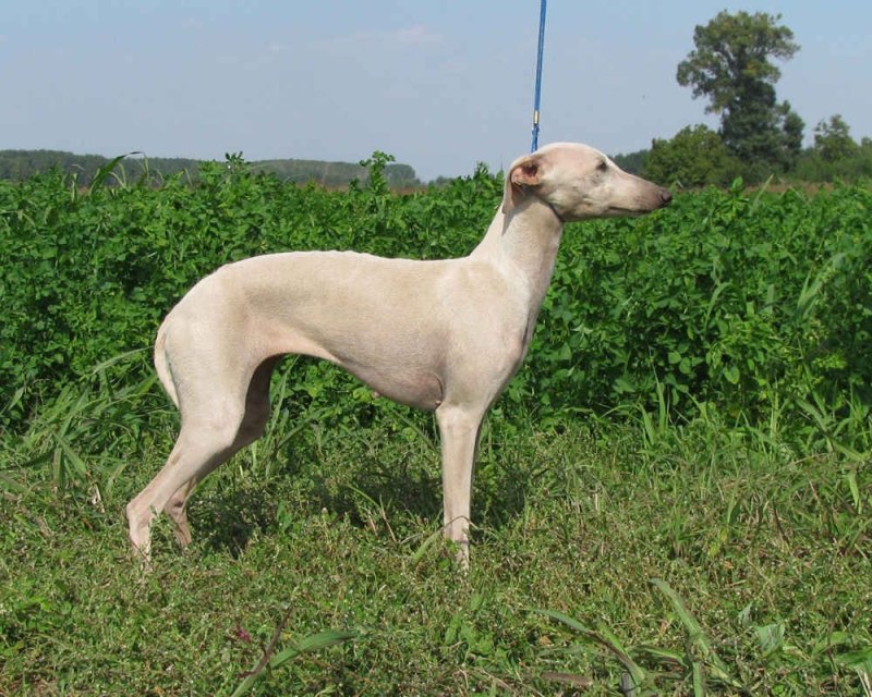 Italian Greyhound порода собак