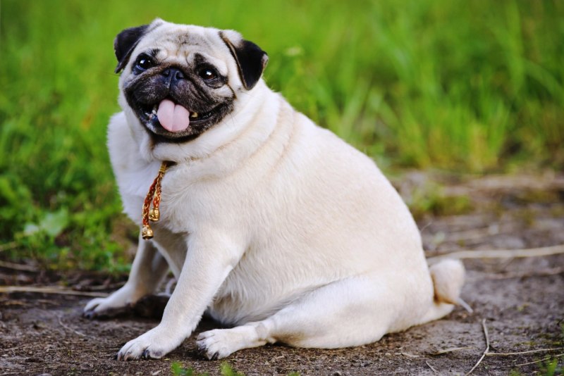 Pug Мопс