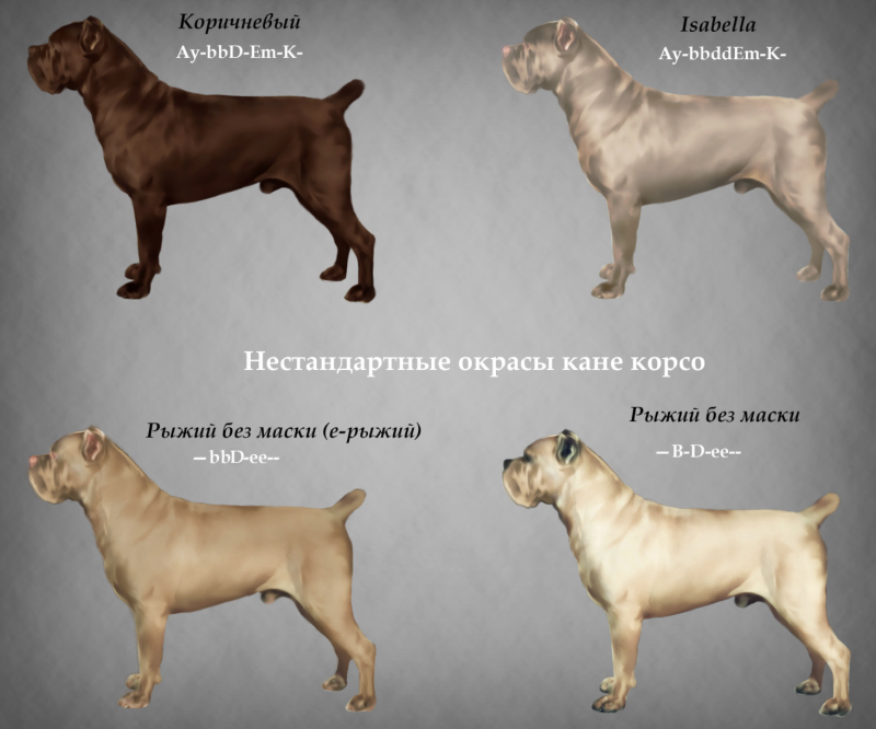 Кане Корсо