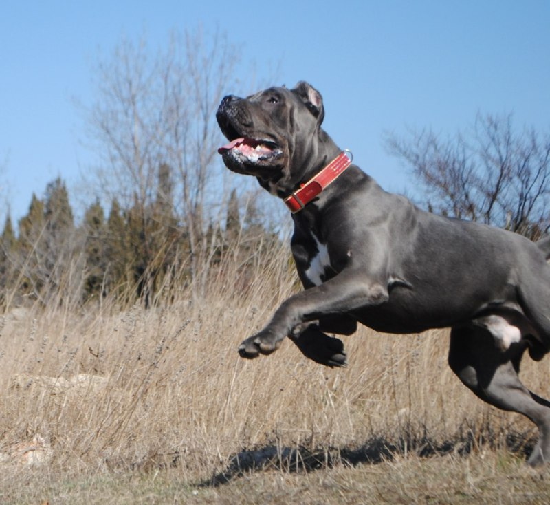 Кане Корсо (Cane Corso)