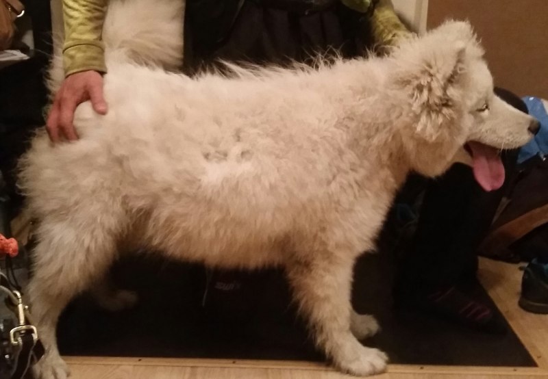 Алопеция у собак шпиц