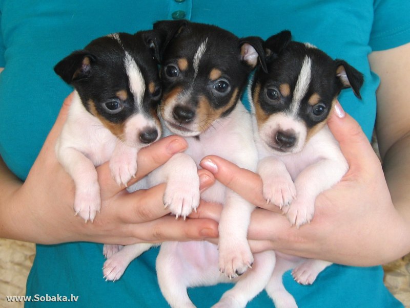 Той Фокстерьер (Fox Terrier Toy)