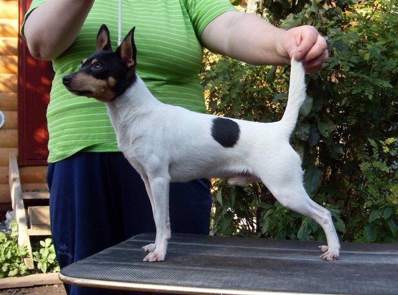 American Toy Fox Terrier