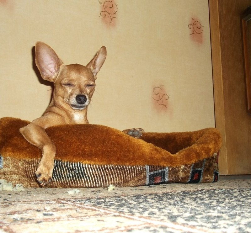 Той терьер домашний