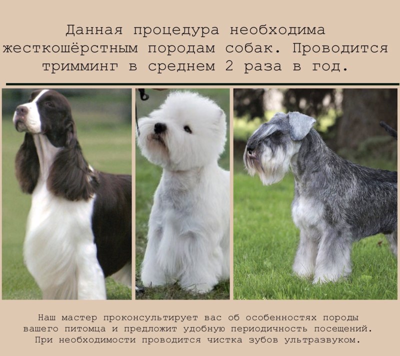 Груминг Вест хайленд Уайт