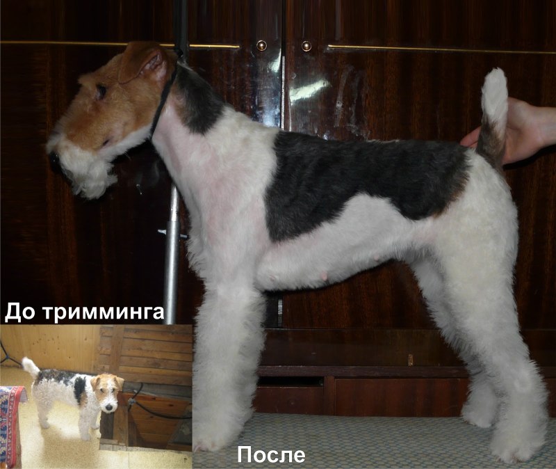 Грумминг эрдельтерьера