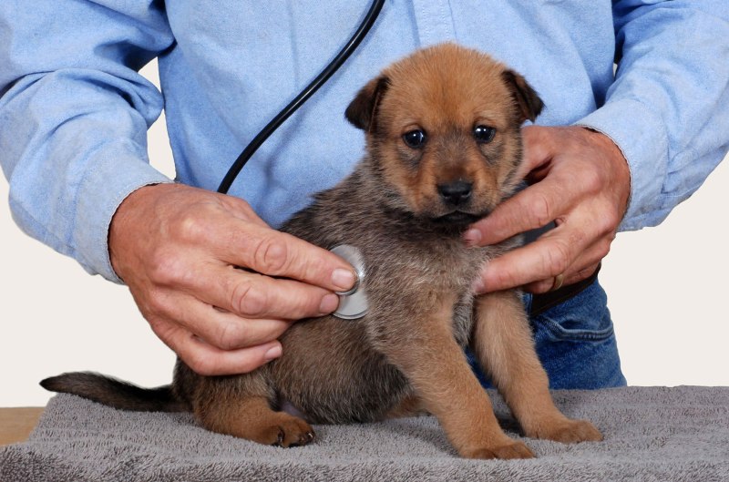 Causes of diarrhea in a Dog treatment at Home