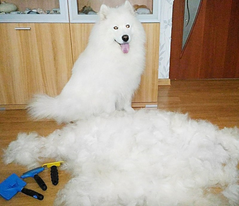 Сиба ину шерсть