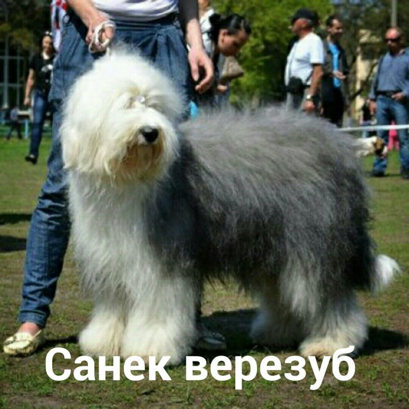 Староанглийская овчарка бобтейл