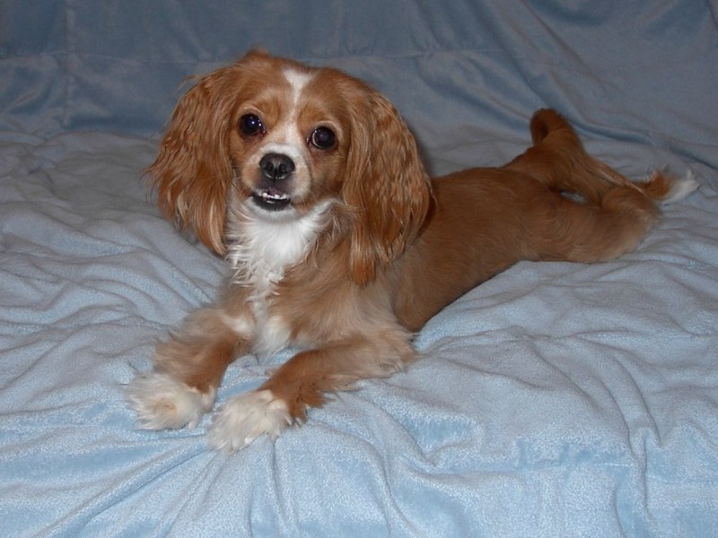 Cocker Spaniel Chihuahua Mix