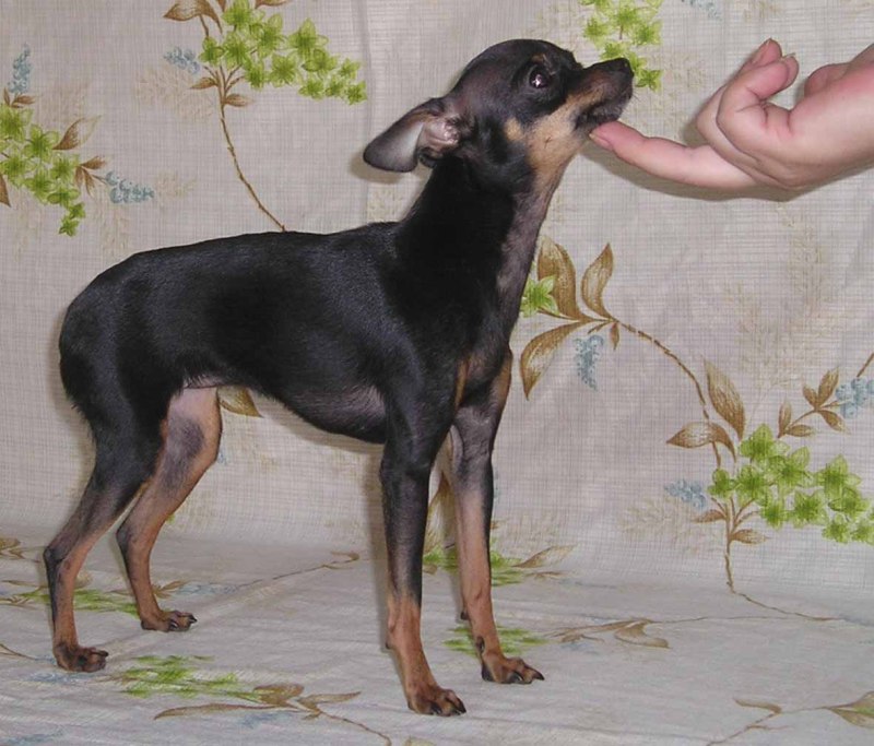 Пражский крысарик маленький