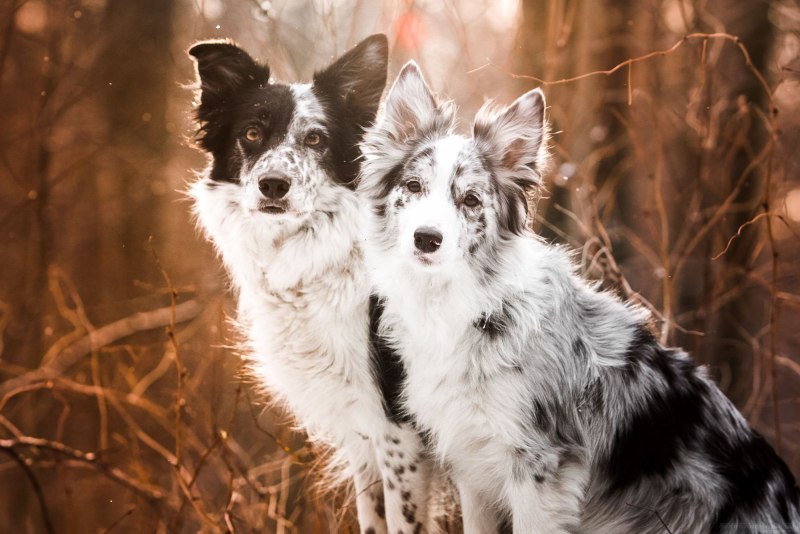 Бордер колли Blue Merle