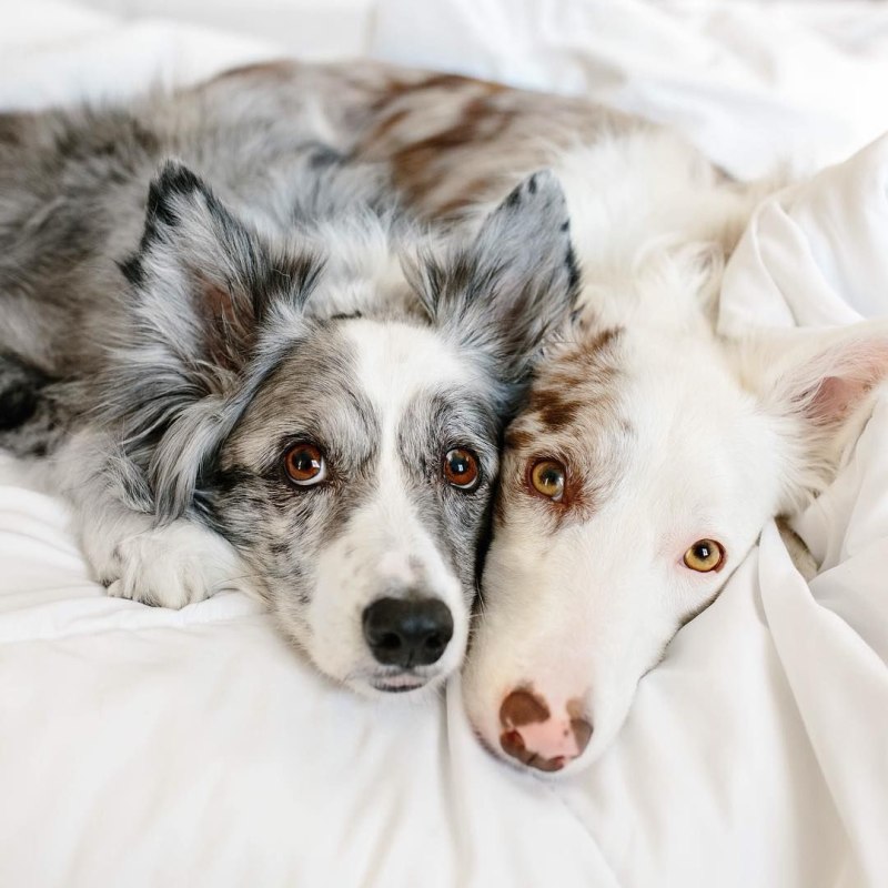 Бордер колли Blue Merle