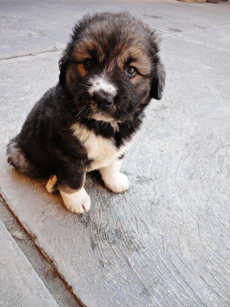 Caucasian Shepherd щенки