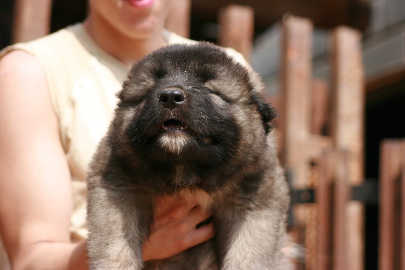 Кавказская овчарка Puppy