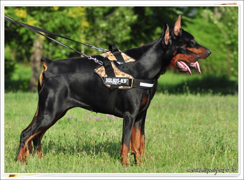 Dobermann sw300cr