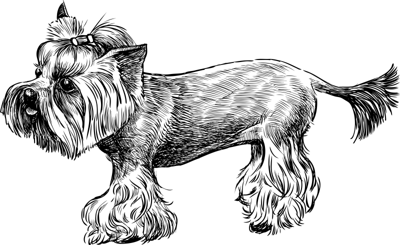 Йорк рисунок