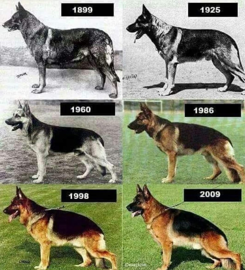 Грюнендаль и немецкая овчарка