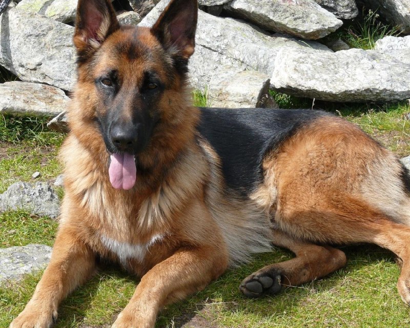 Withers Dog