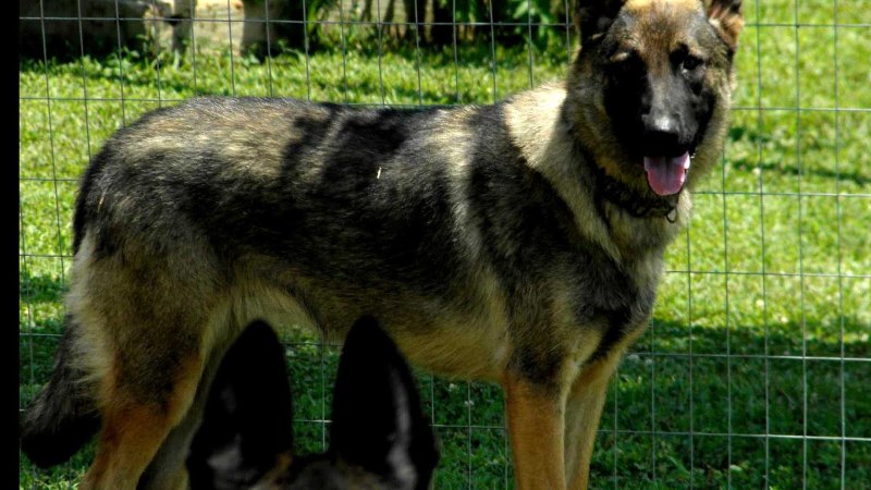 GSD Luwa