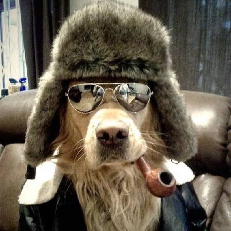 Пес в шапке
