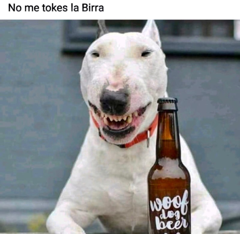 Пес с пивом