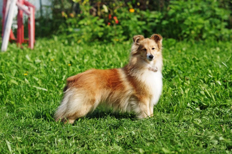 Уэльский колли