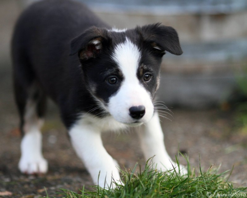 Smooth Coat Collie Breeders