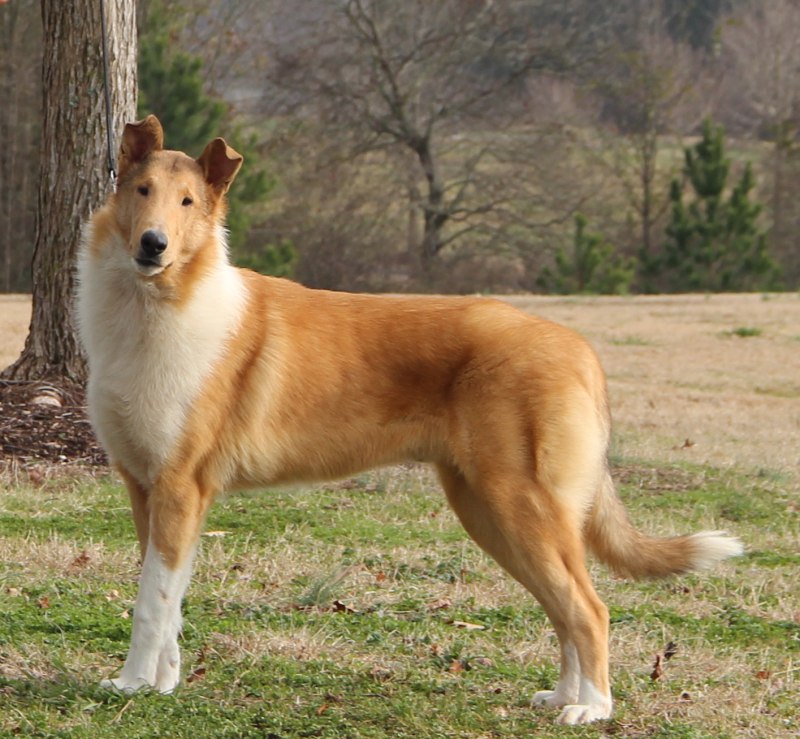 Гладкий колли