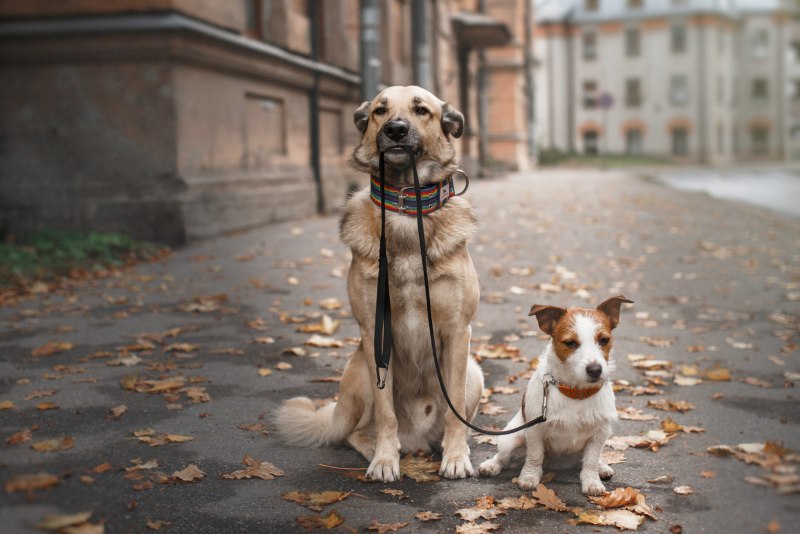 Pet Leash поводок