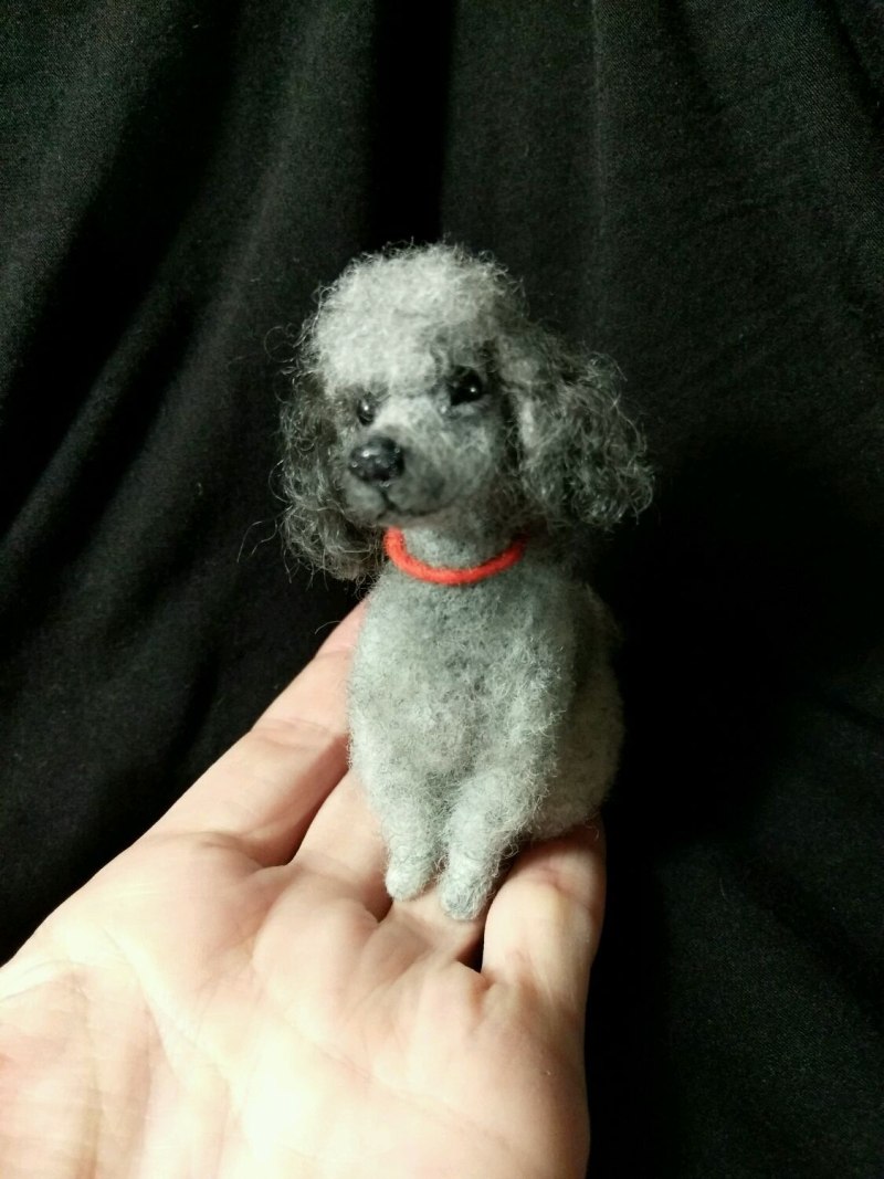 Teddy Poodle порода