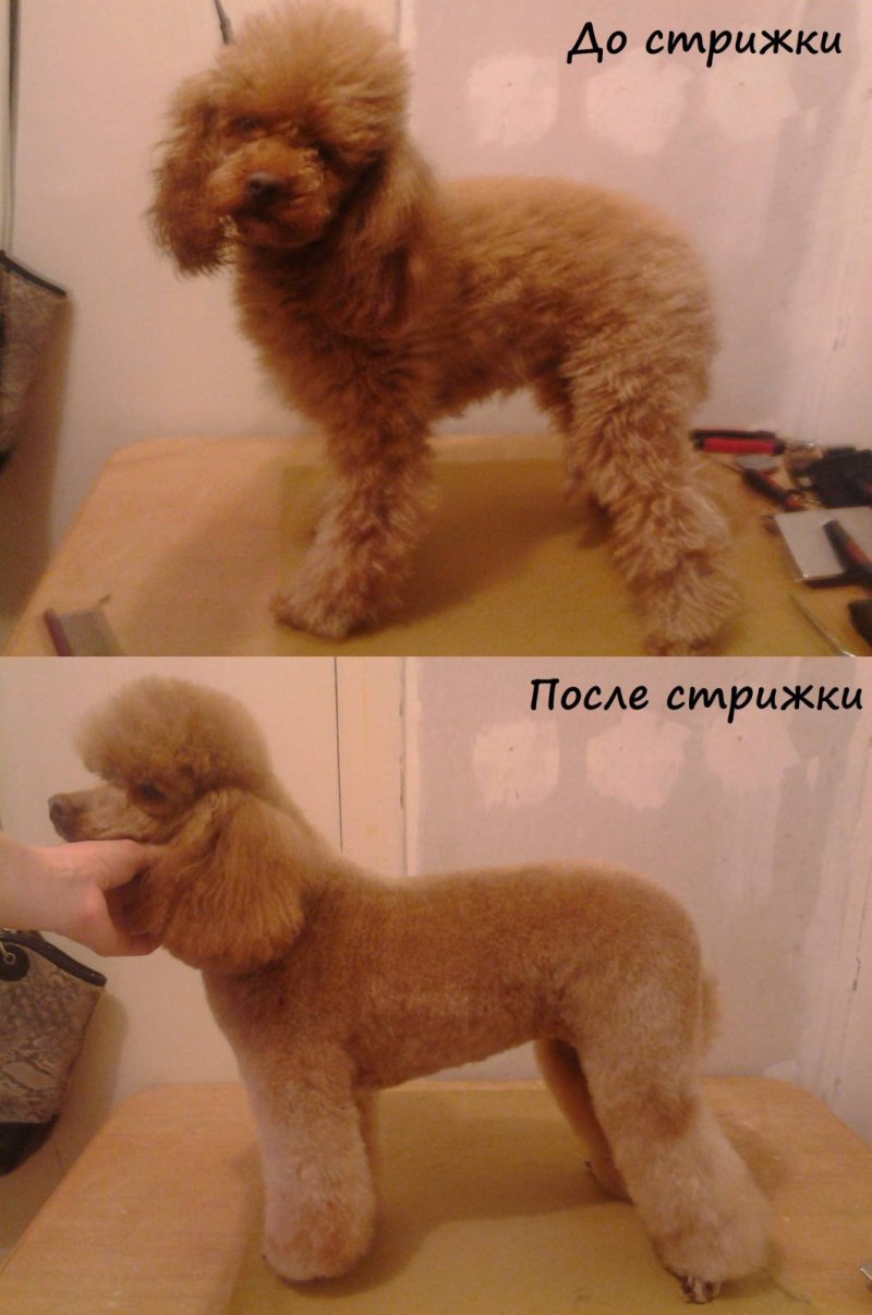 Стрижки пуделей мальчиков