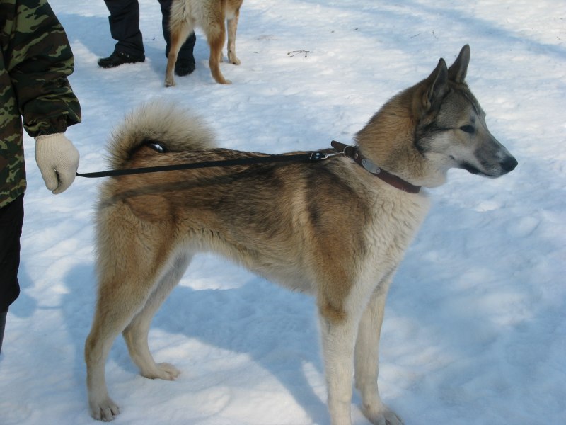 Немецкий охотничий лайка