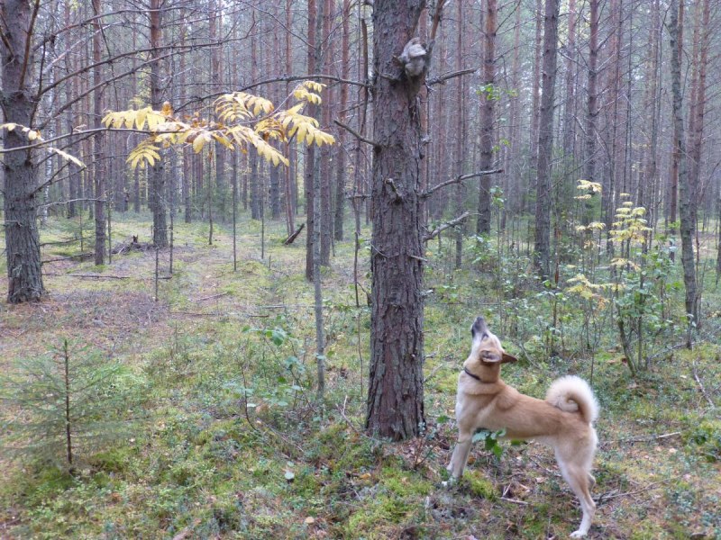 Лайка собака для охоты