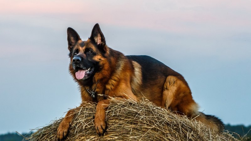 German Shepherd немецкая овчарка