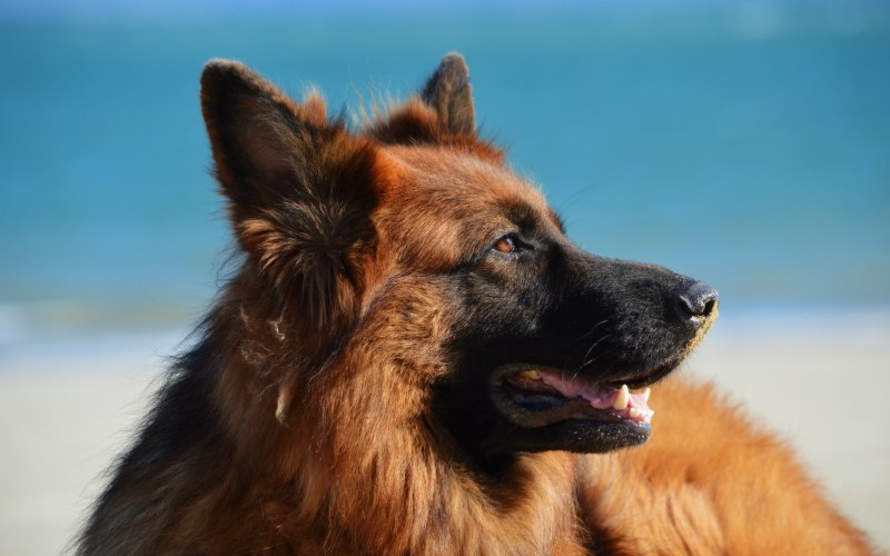 German Shepherd немецкая овчарка