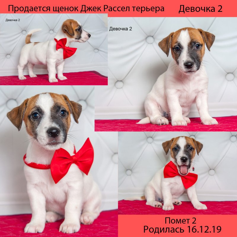 Воспитание щенка Джек Рассел терьера 2 месяца