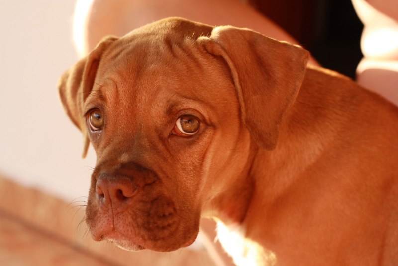Bulldog Campeiro
