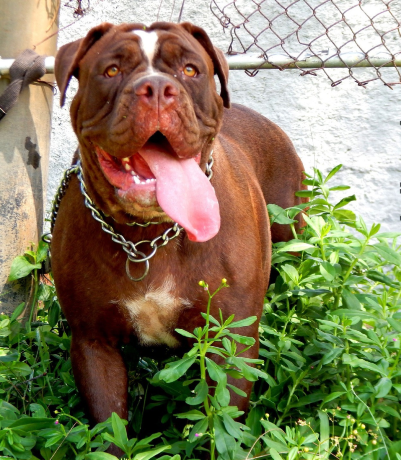 Dog бульдог