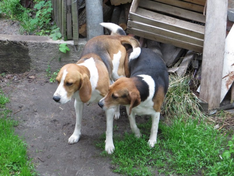 Эстонская гончая Корнет