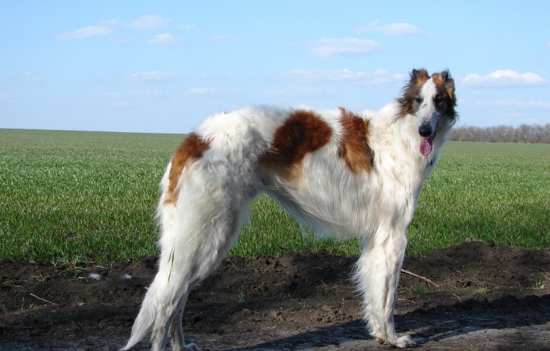 Псовая борзая