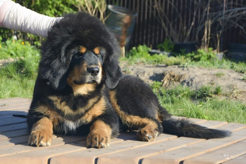 Тибетский мастиф