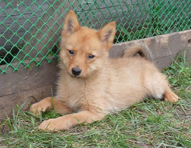 Корелофинская лайка щеток