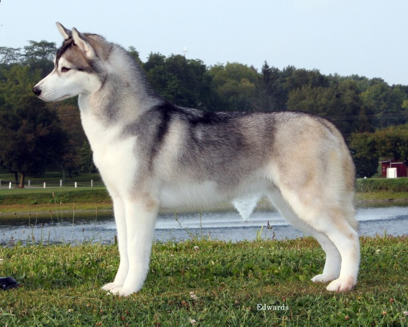 Сибирский хаски (представитель шоу-класса).