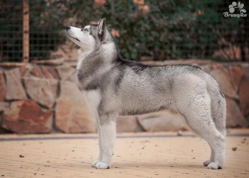 Питомник "Сибирские хаски и Самоедские лайки Ice Dog"