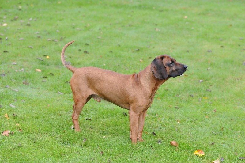 Bavarian Mountain Scenthound