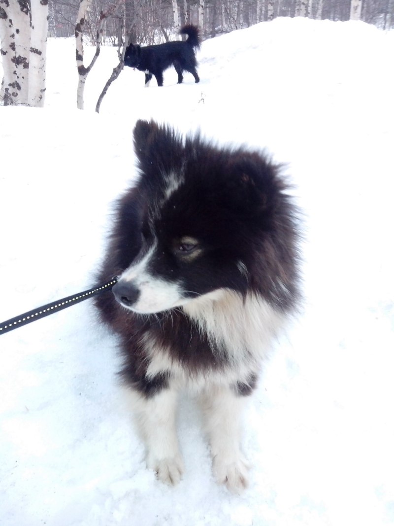 Бухунд с ребенком